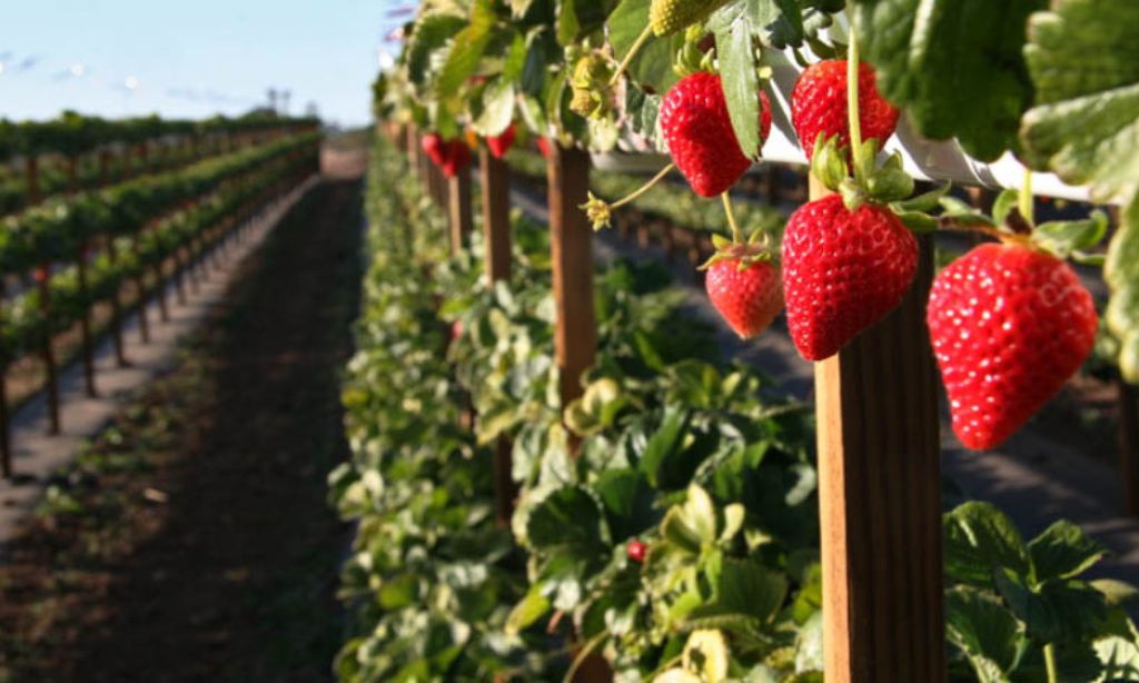 Tanaka Farms in Irvine, CA