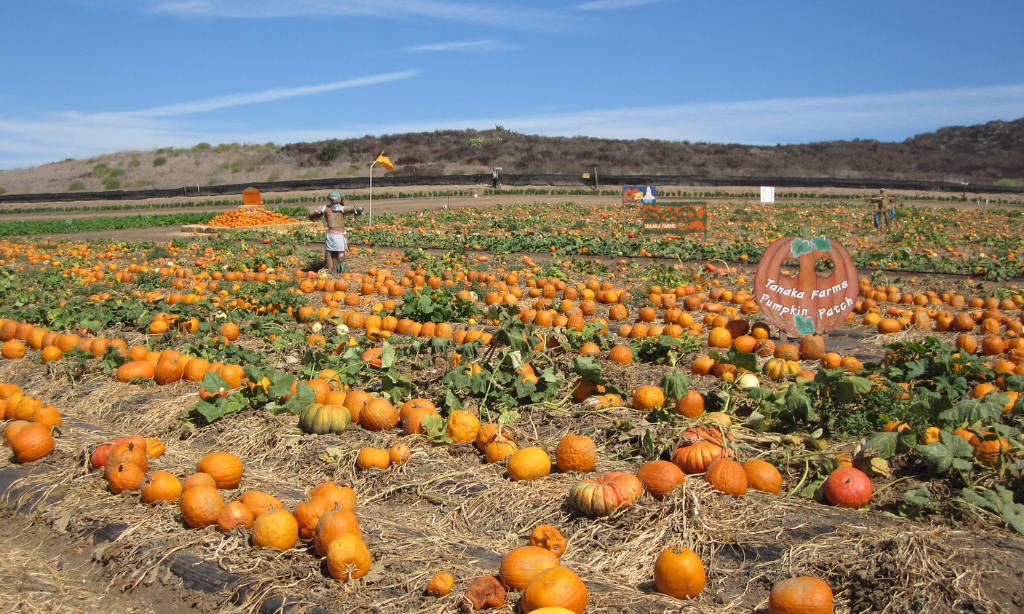 Tanaka Farms Pumpkin Patch in Irvine